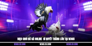 Mẹo chơi đá gà online - Bí quyết thắng lớn tại W365