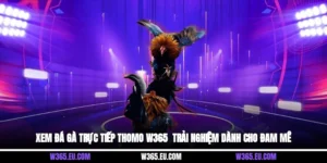 Xem Đá Gà Trực Tiếp Thomo W365 - Trải Nghiệm Dành Cho Đam Mê